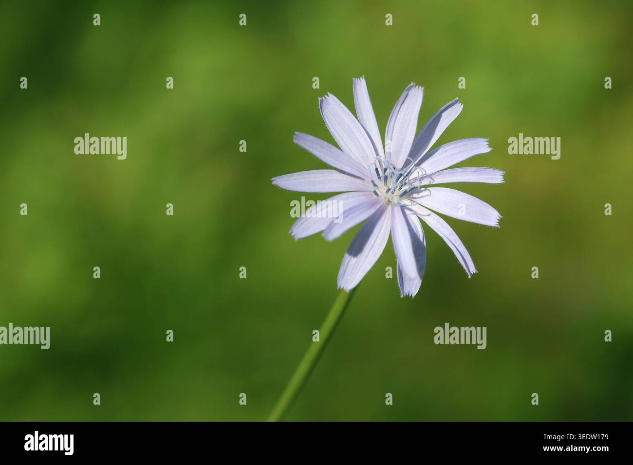 Wild Blue Chicory Flower in a Summer Meadow Stock Photo