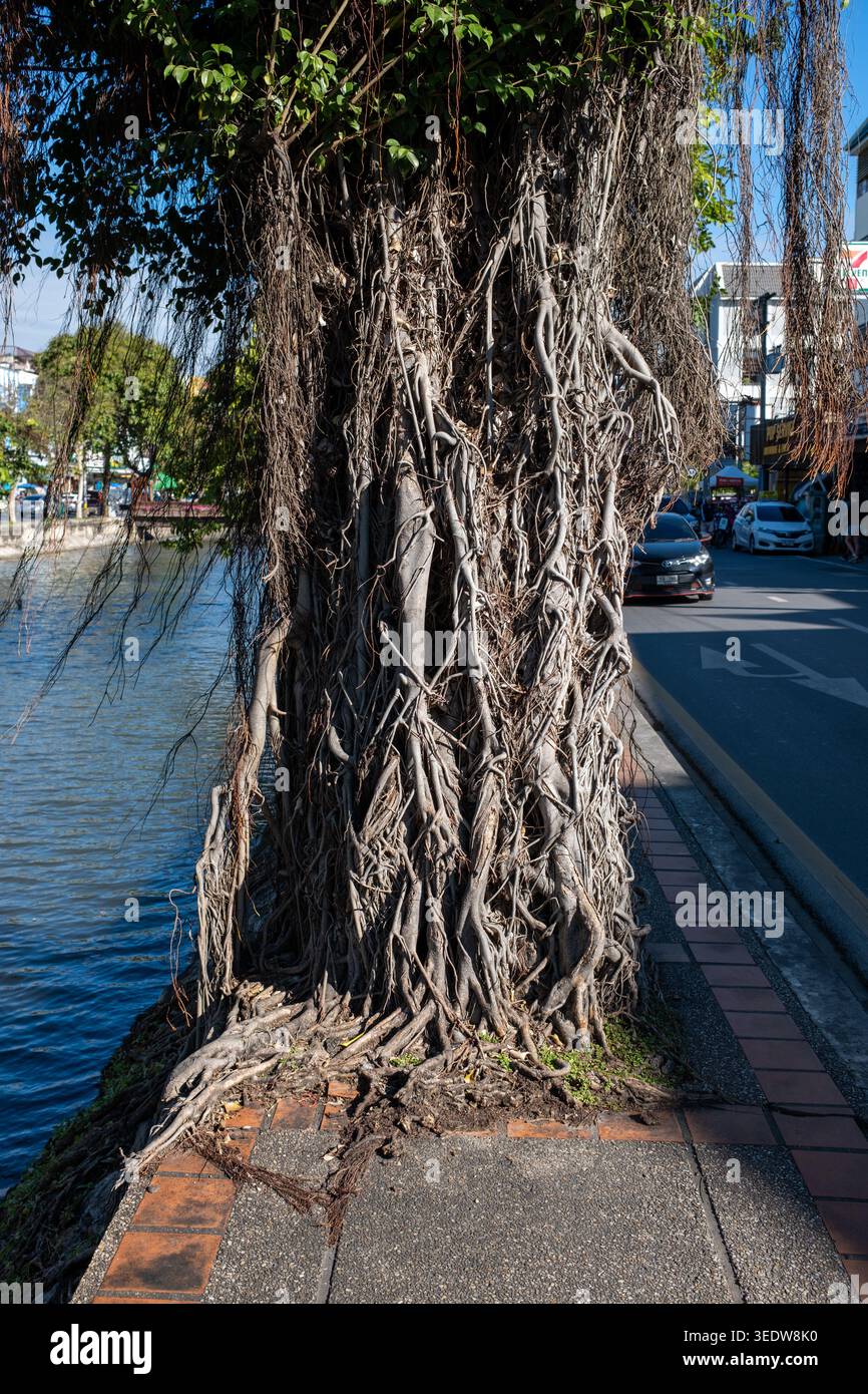 Tree Moats Moat hi-res stock photography and images - Alamy