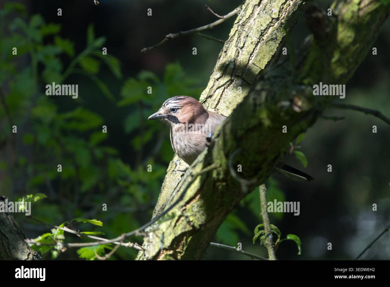 Eurasian jay Garrulus glandarius Stock Photo