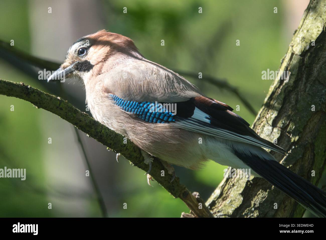 Eurasian jay Garrulus glandarius Stock Photo