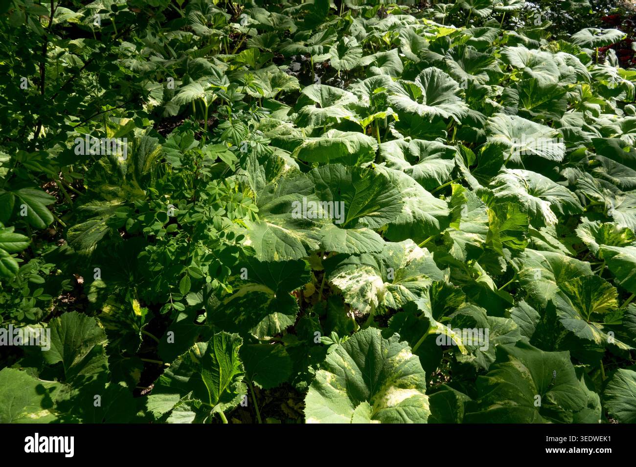 Petasites japonicus giganteus hi-res stock photography and images - Alamy