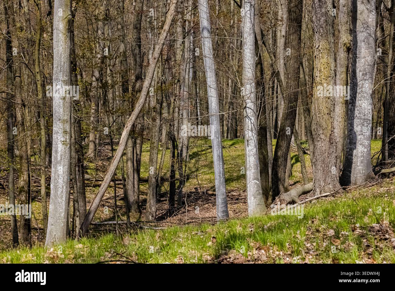 American Beech, Fagus grandifolia, trees infected with a beech scale ...