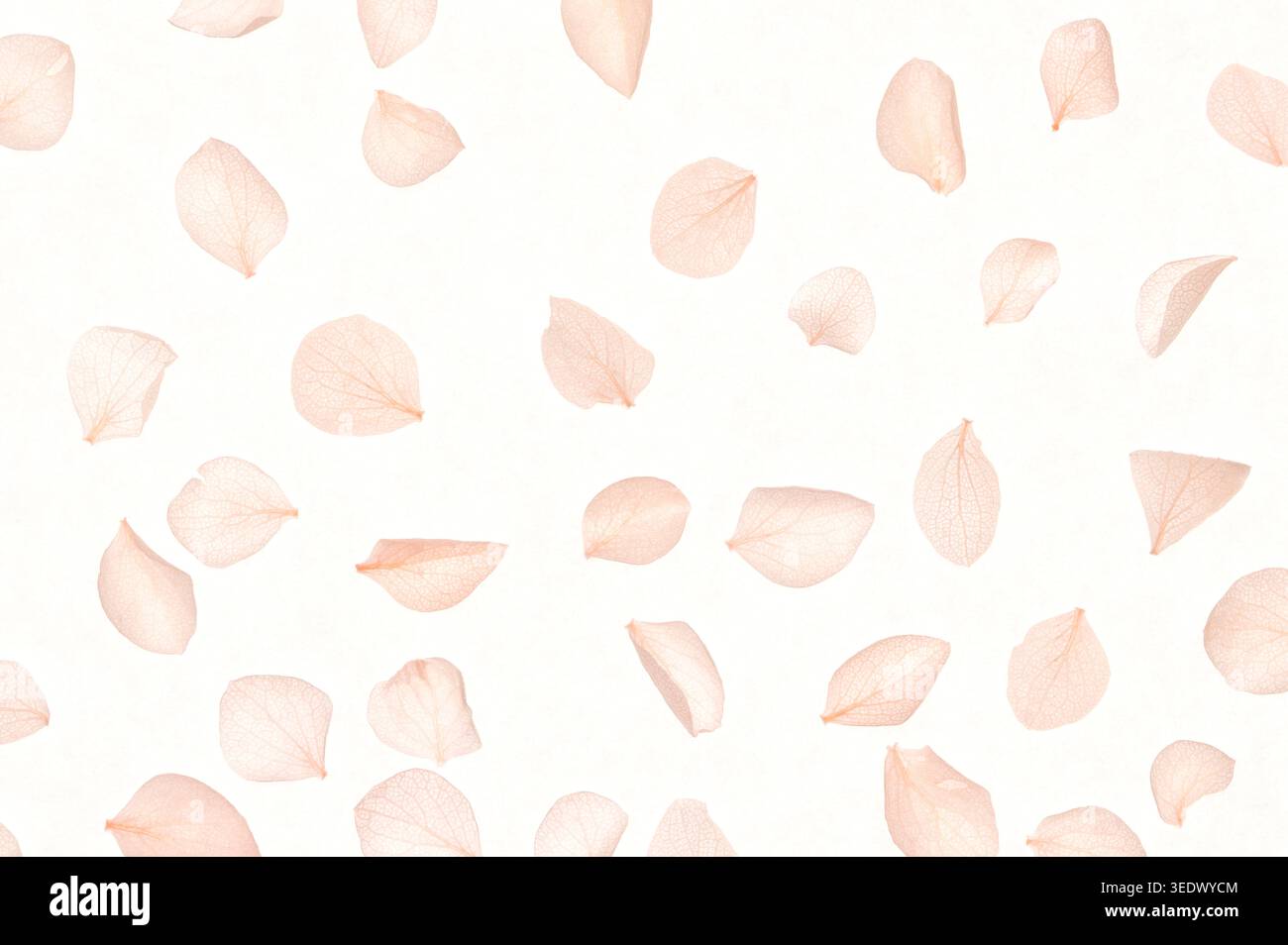 nk hydrangea petals falling on beige background overhead view macro Stock Photo
