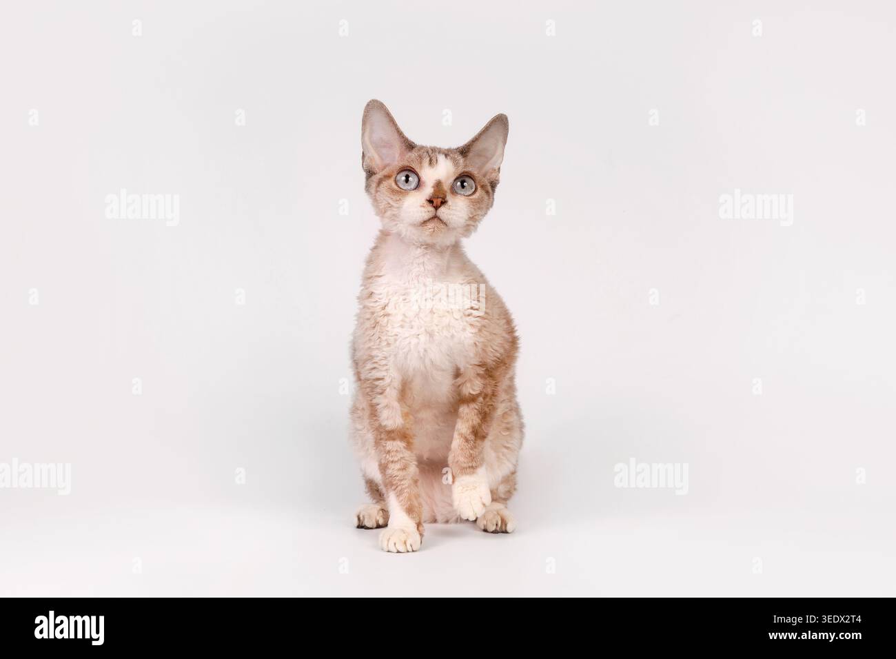 Cute Blue Eyed Devon Rex Kitten Sitting on White Stock Photo