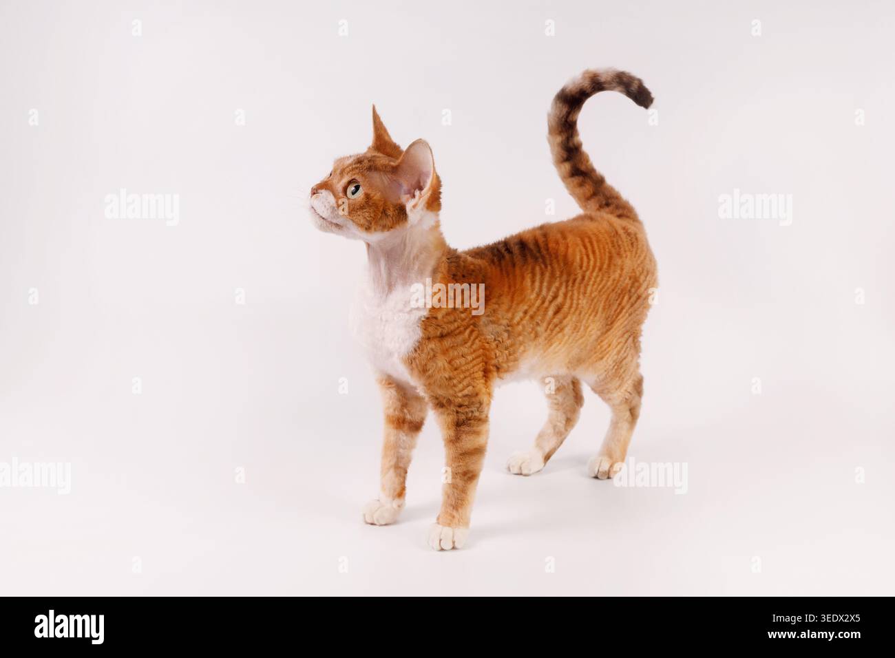 Full Body Profile of Standing Ginger Devon Rex Cat Stock Photo