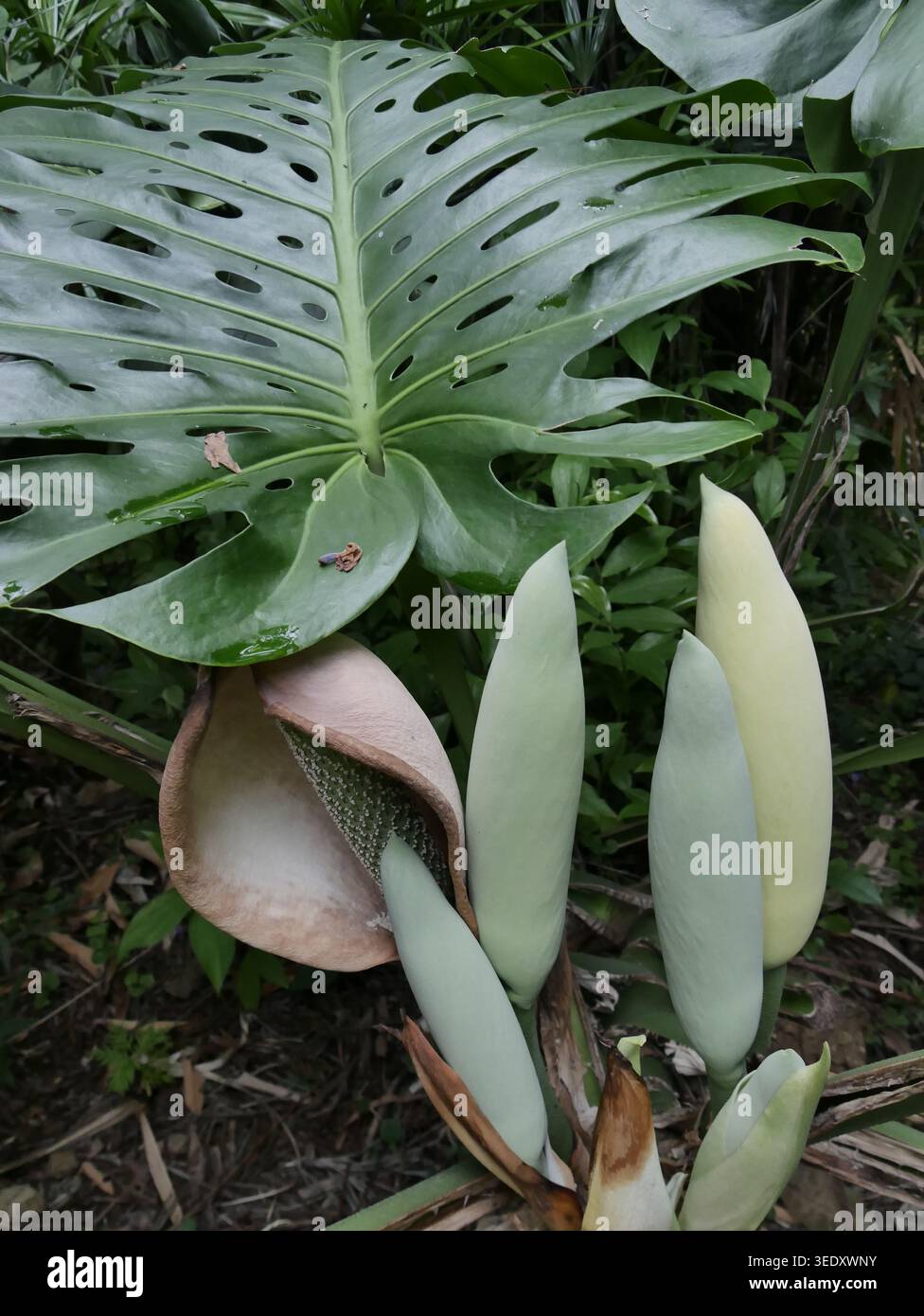 weißer philodendron Philodendron 'Atom' im weißen ELHO-Übertopf - Philodendron atom