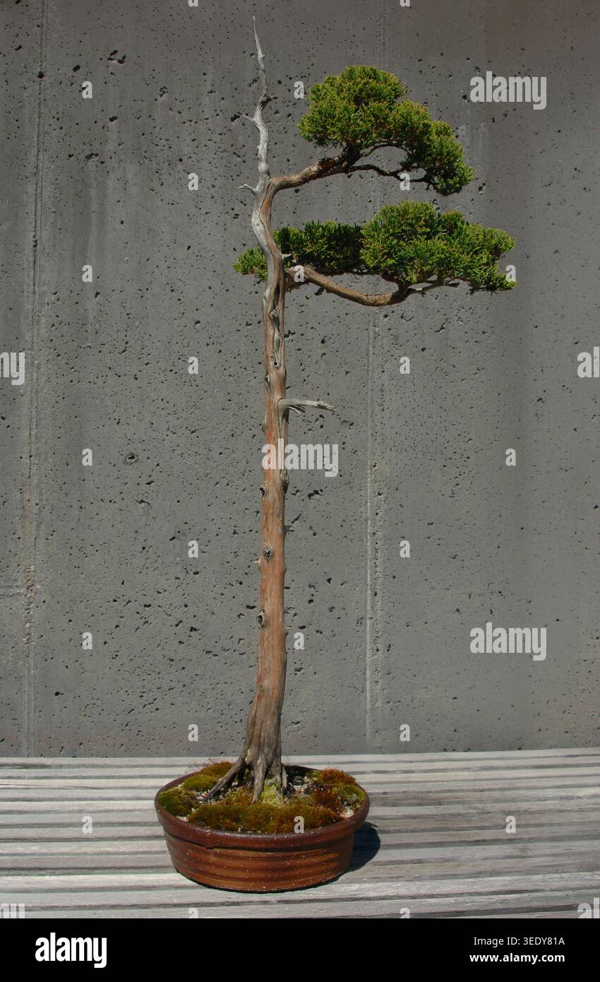 Cedar bonsai hi-res stock photography and images - Alamy