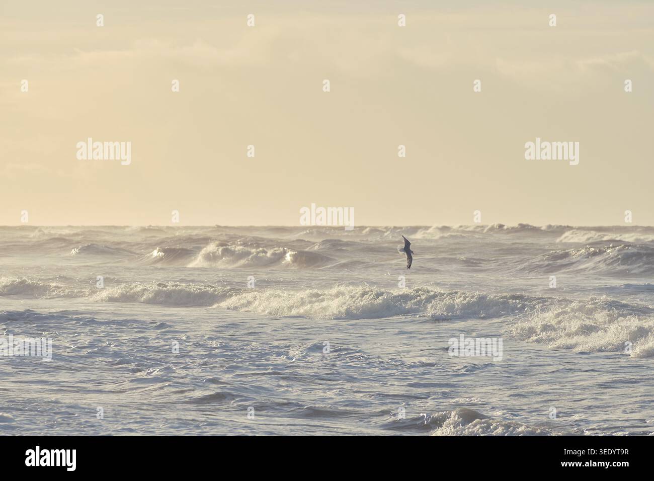 Seagull flying over big waves in sunset . Stock Photo