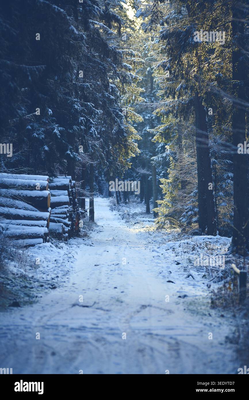 Pathway through snowy woods in Germany. Stock Photo