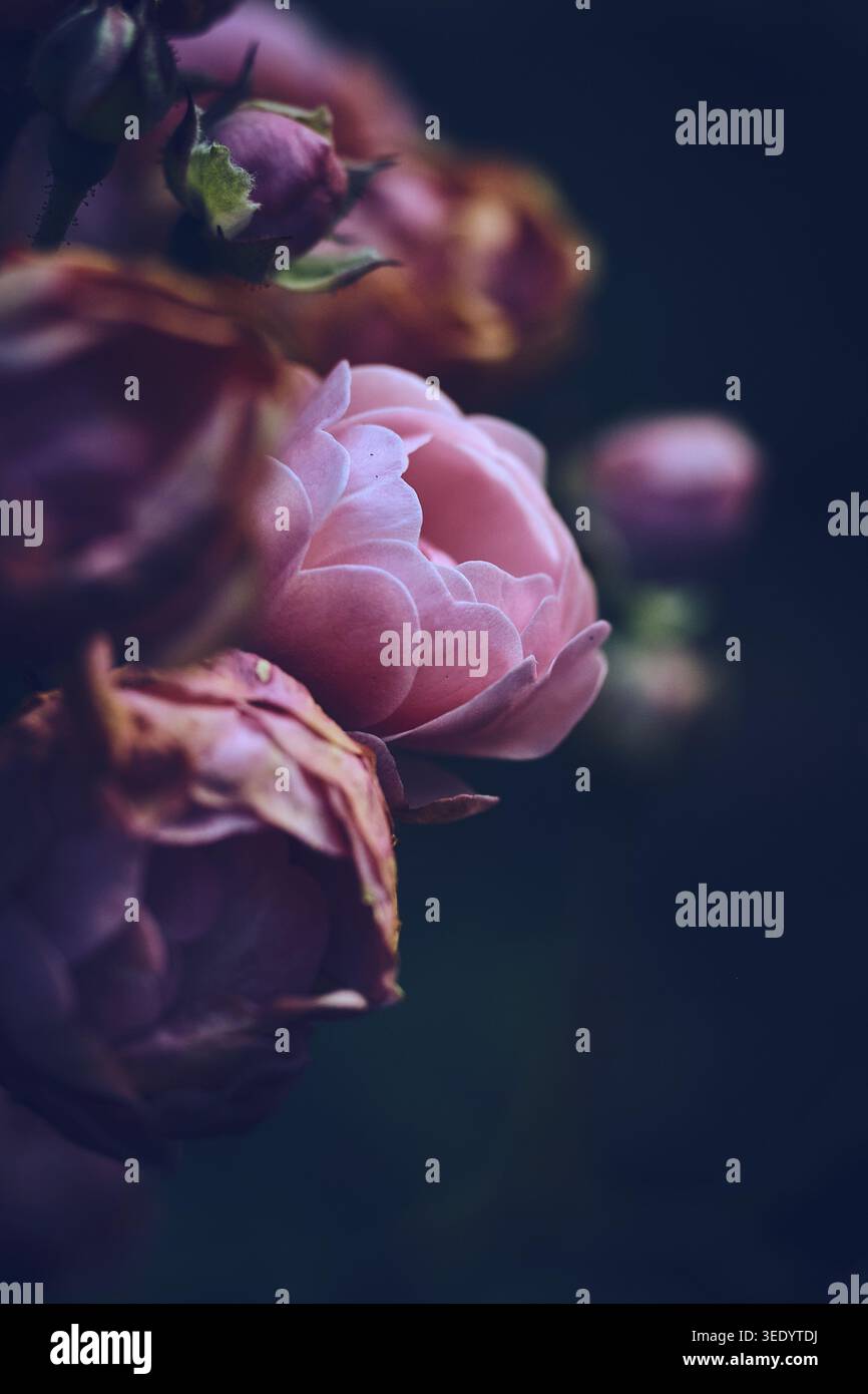 Miniature Rose wilting. Stock Photo