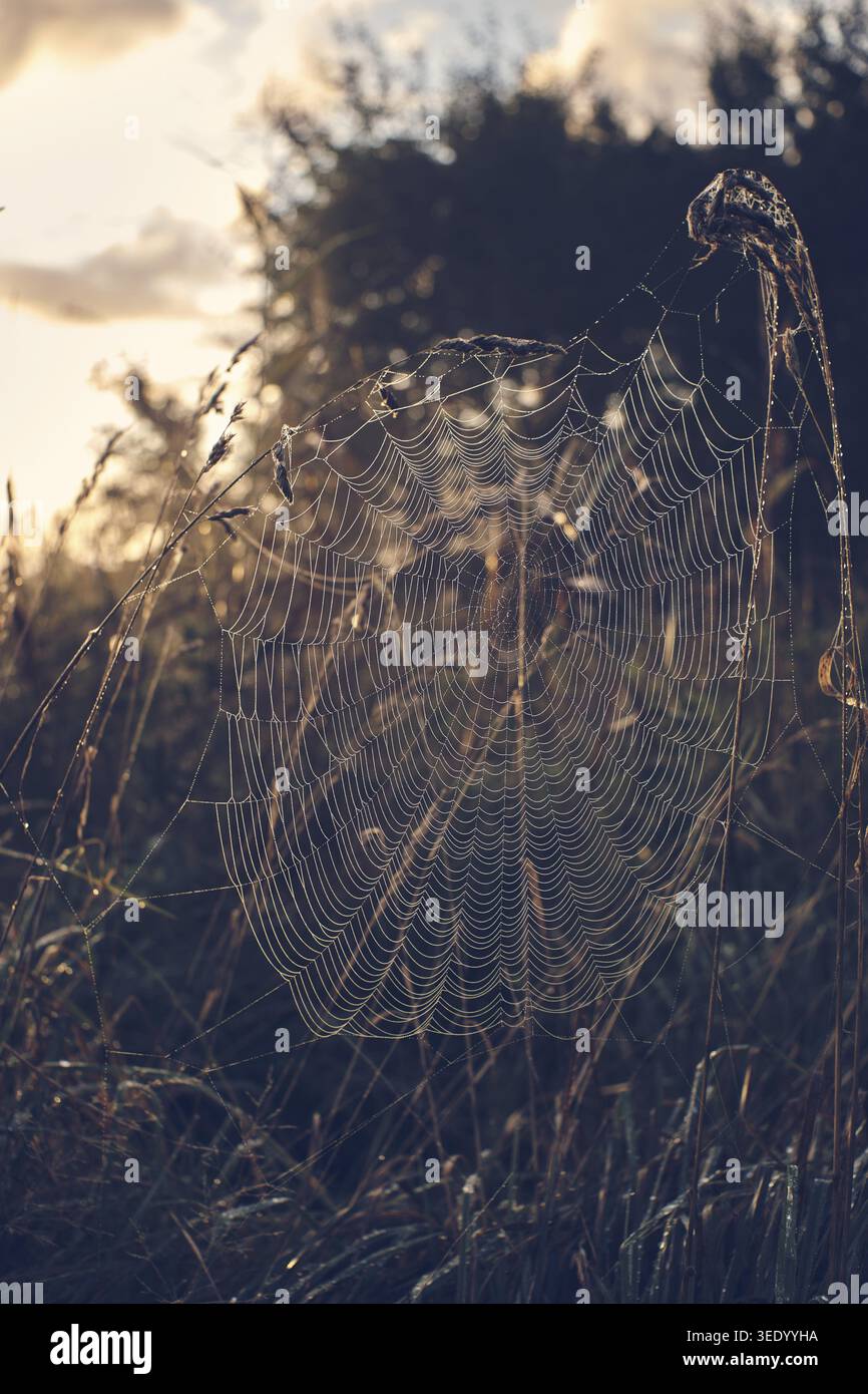 Large cobweb covered in dew. Stock Photo
