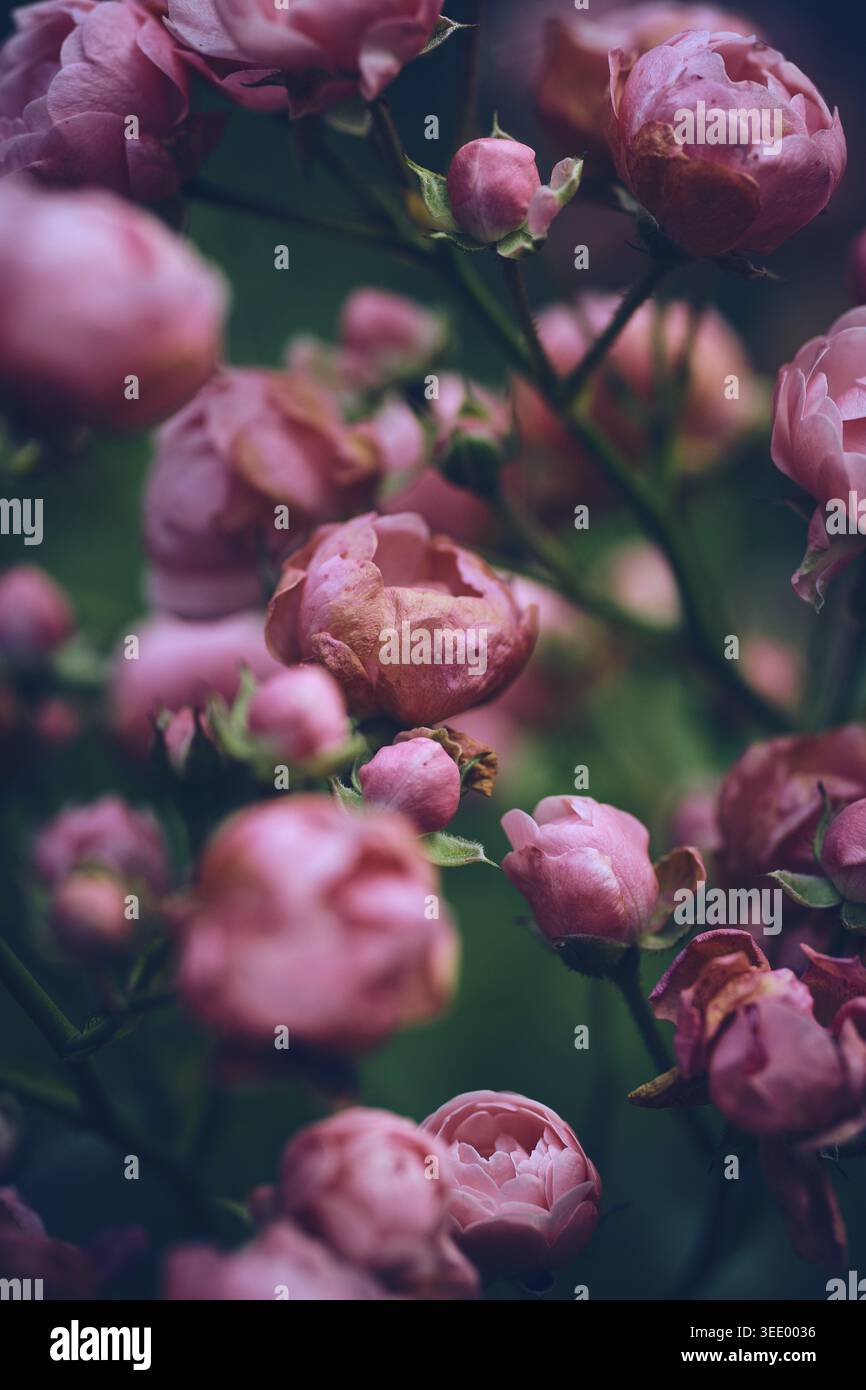 Miniature Roses slowly wilting. Stock Photo