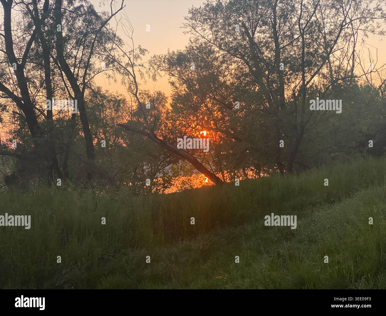 Glowing sun reflecting on lake water, casting warm golden and orange light behind dark tree silhouettes and illuminating natural green grasses on a tr Stock Photo
