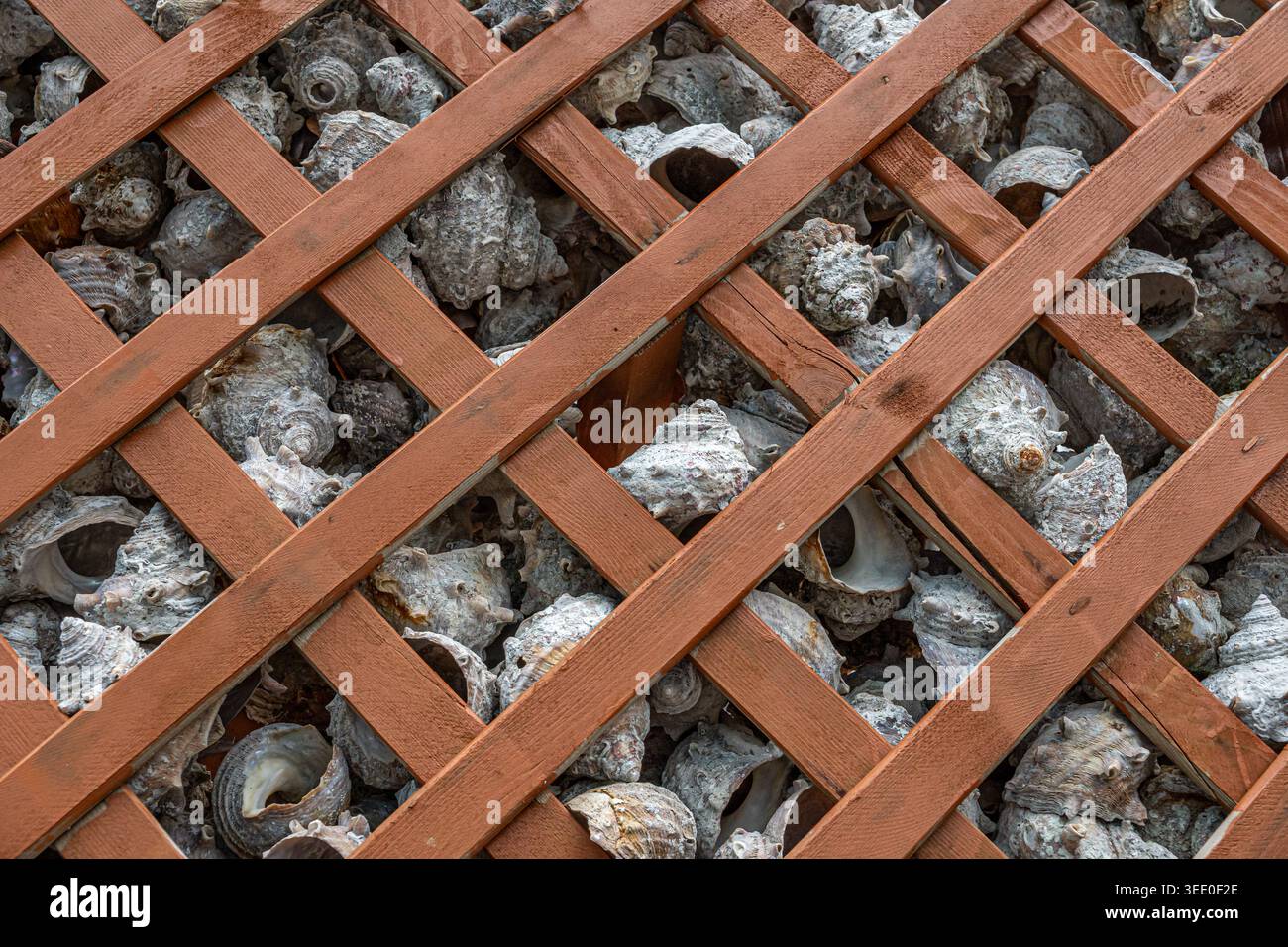 Seashells Beneath Wooden Lattice Decorative Texture Stock Photo