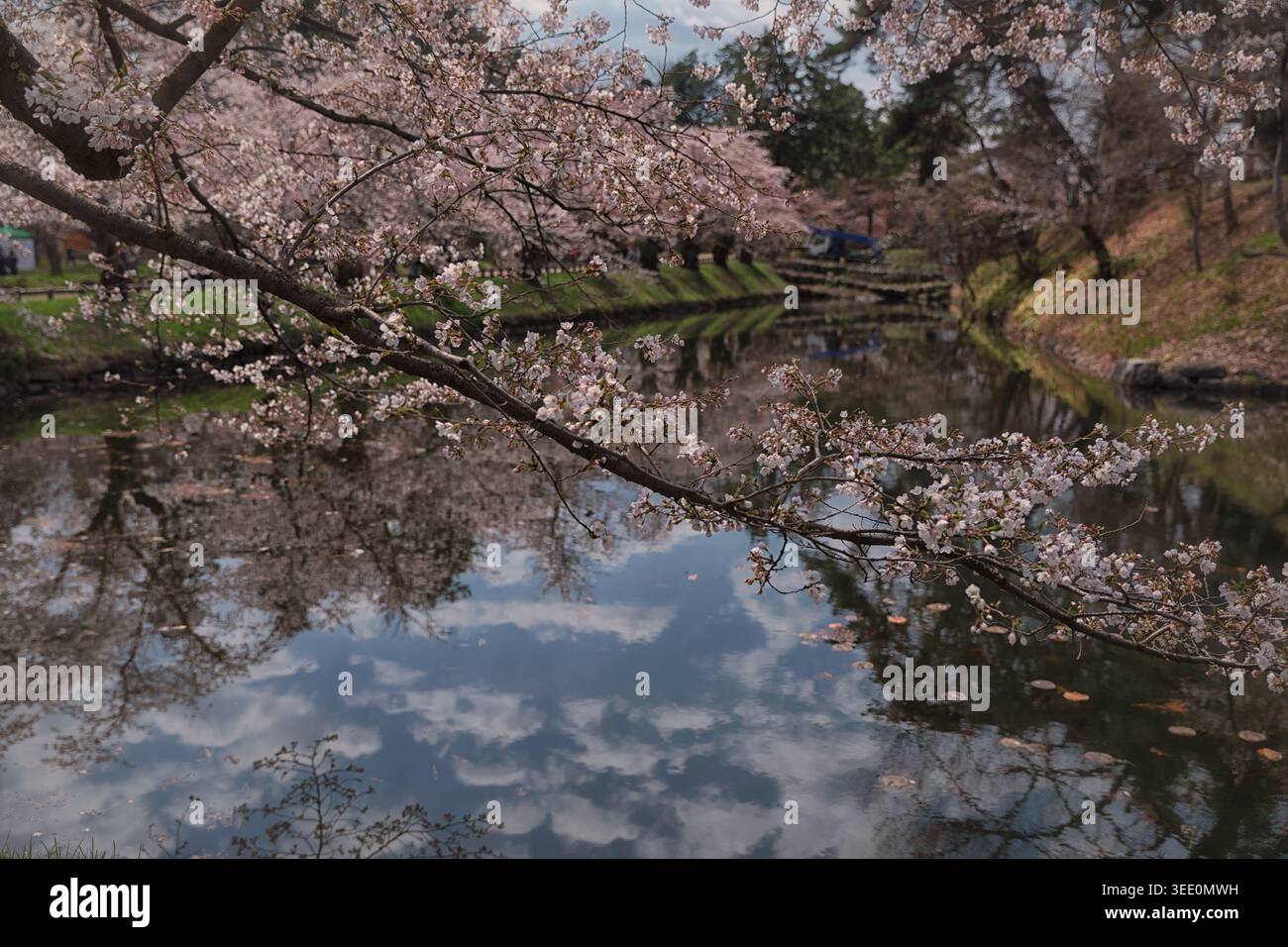 Delicate cherry blossom branches reflected on a calm river during spring bloom. Stock Photo