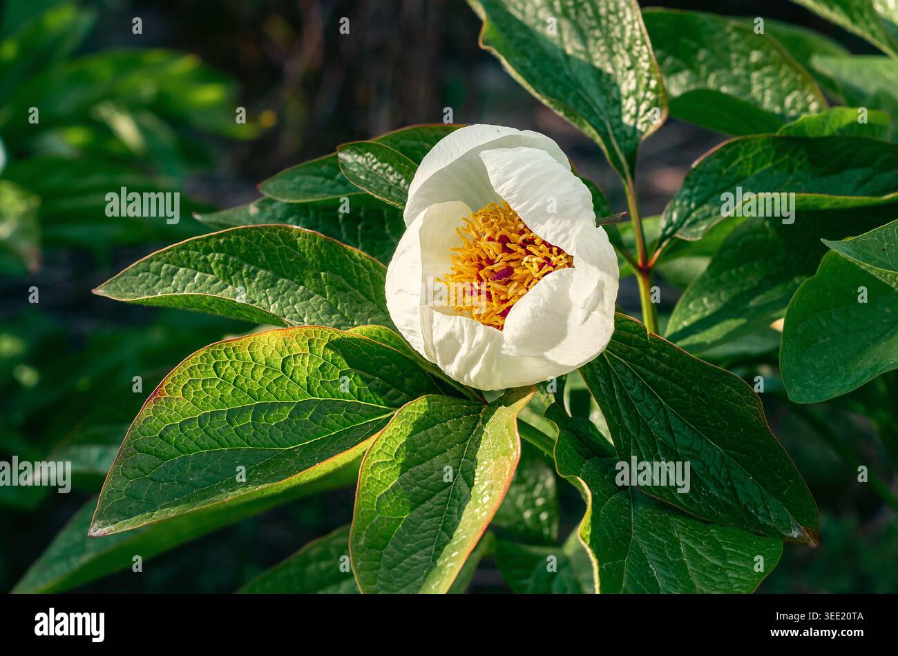 Blooming white peony flower with yellow center framed by green leaves ...