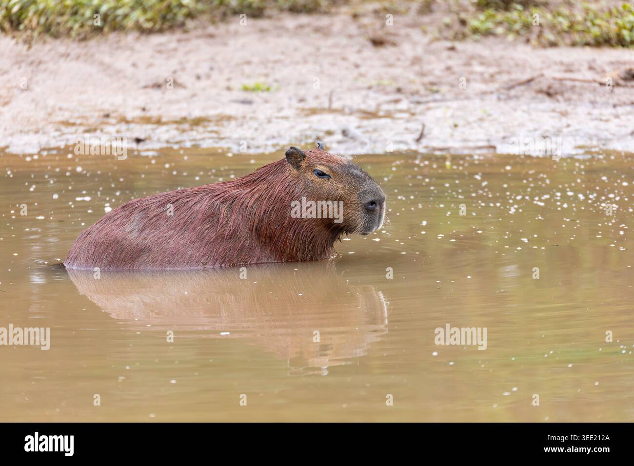 Capybara or greater capybara (Hydrochoerus hydrochaeris), largest ...