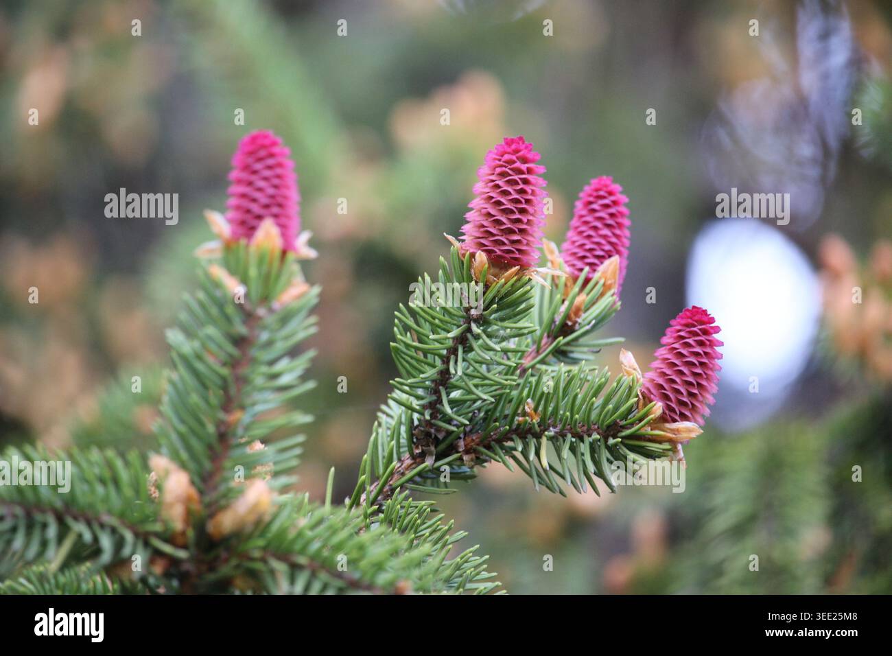Young pink spruce cones blooming on pine tree branch Stock Photo