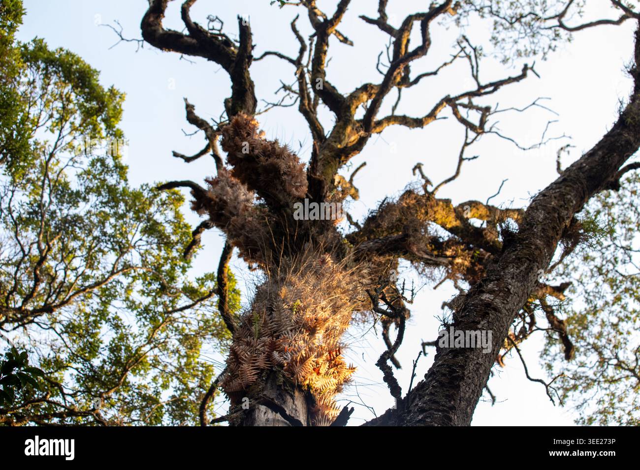 Rwanda, Nyungwe. A view of in the ancient trees of Nyungwe Forest ...