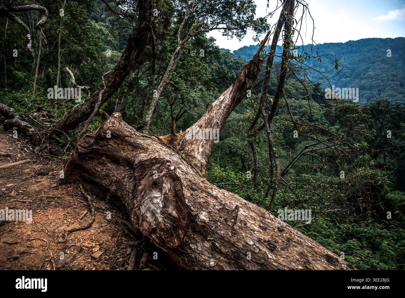 Rwanda, Nyungwe. A view of in the ancient trees of Nyungwe Forest ...