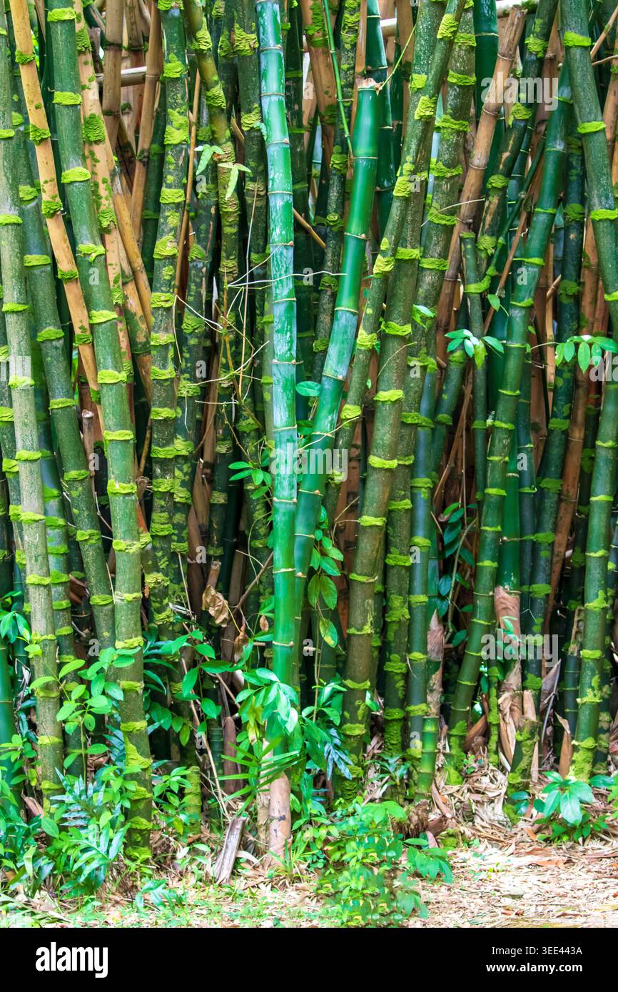 Bambusa vulgaris wamin hi-res stock photography and images - Alamy