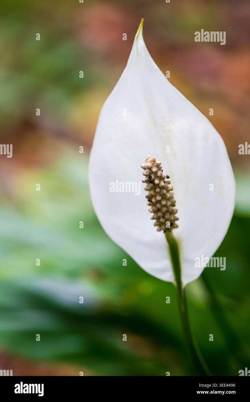 Close up white anthurium in outdoors hi-res stock photography and images -  Alamy