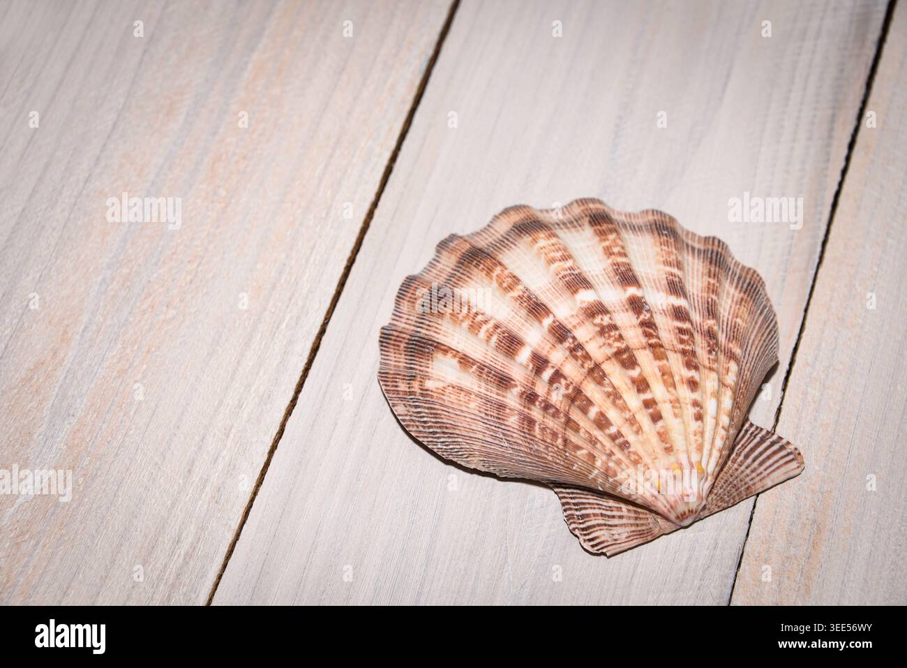 Seashell on whitewashed painted boards Stock Photo