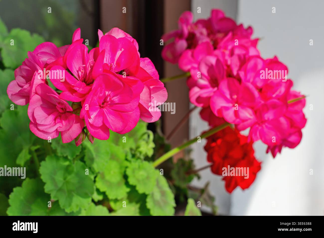 Richly blooming geranium flowers on the windows Stock Photo