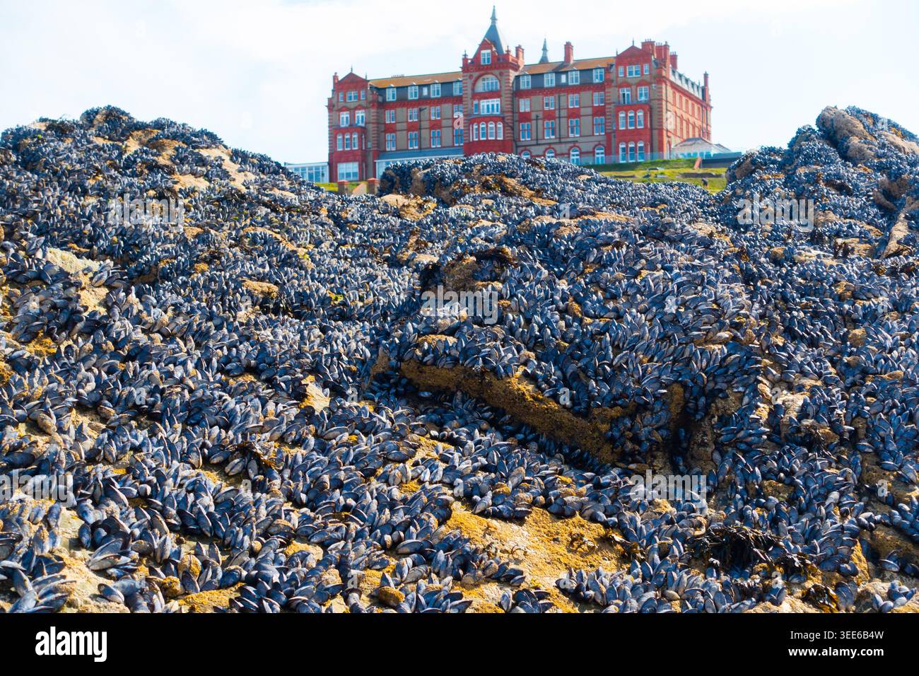 Rocks covered in mussels on Fistral Beach, Newquay, Cornwall and Headland Hotel in background Stock Photo