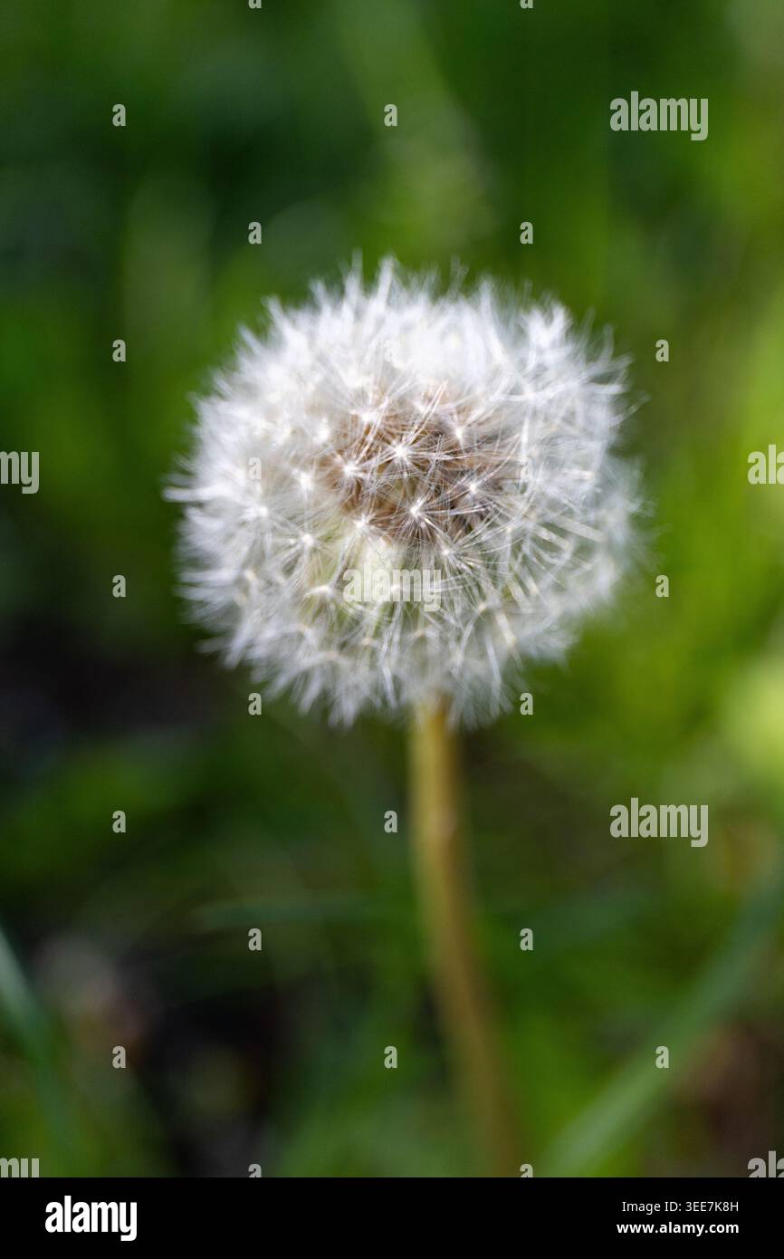 Dandelion on a sunny day. A complete white blowball with a blurred background. Stock Photo