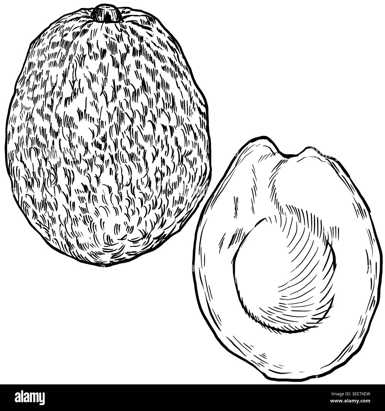 Black and white line art vector set of a whole avocado with bumpy skin ...