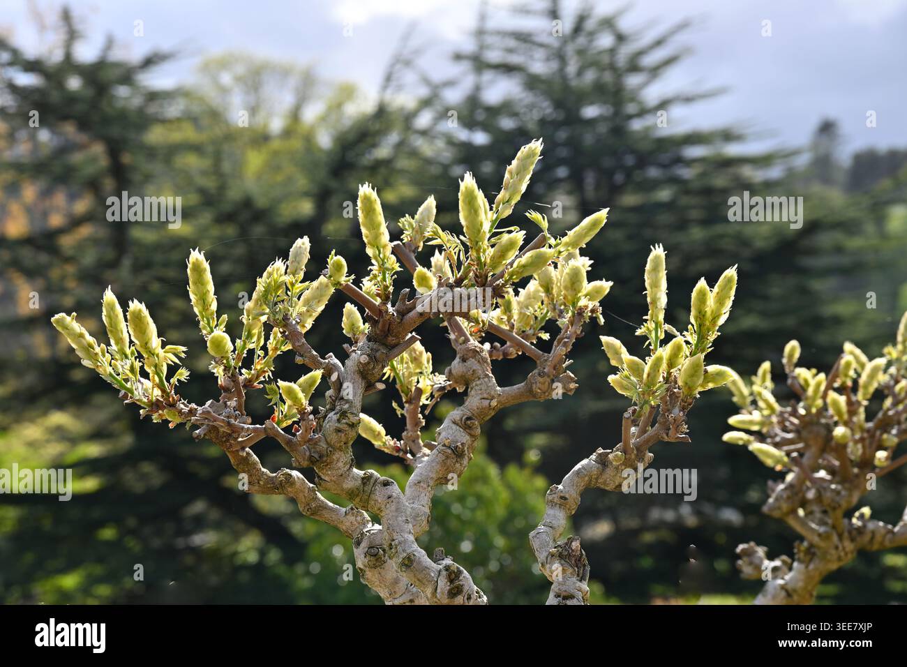 Wisteria brachybotrys f albiflora shiro kapitan hi-res stock photography  and images - Alamy
