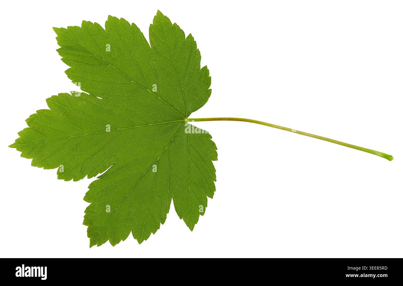 Green Maple Leaf Isolated on Black Background Stock Photo