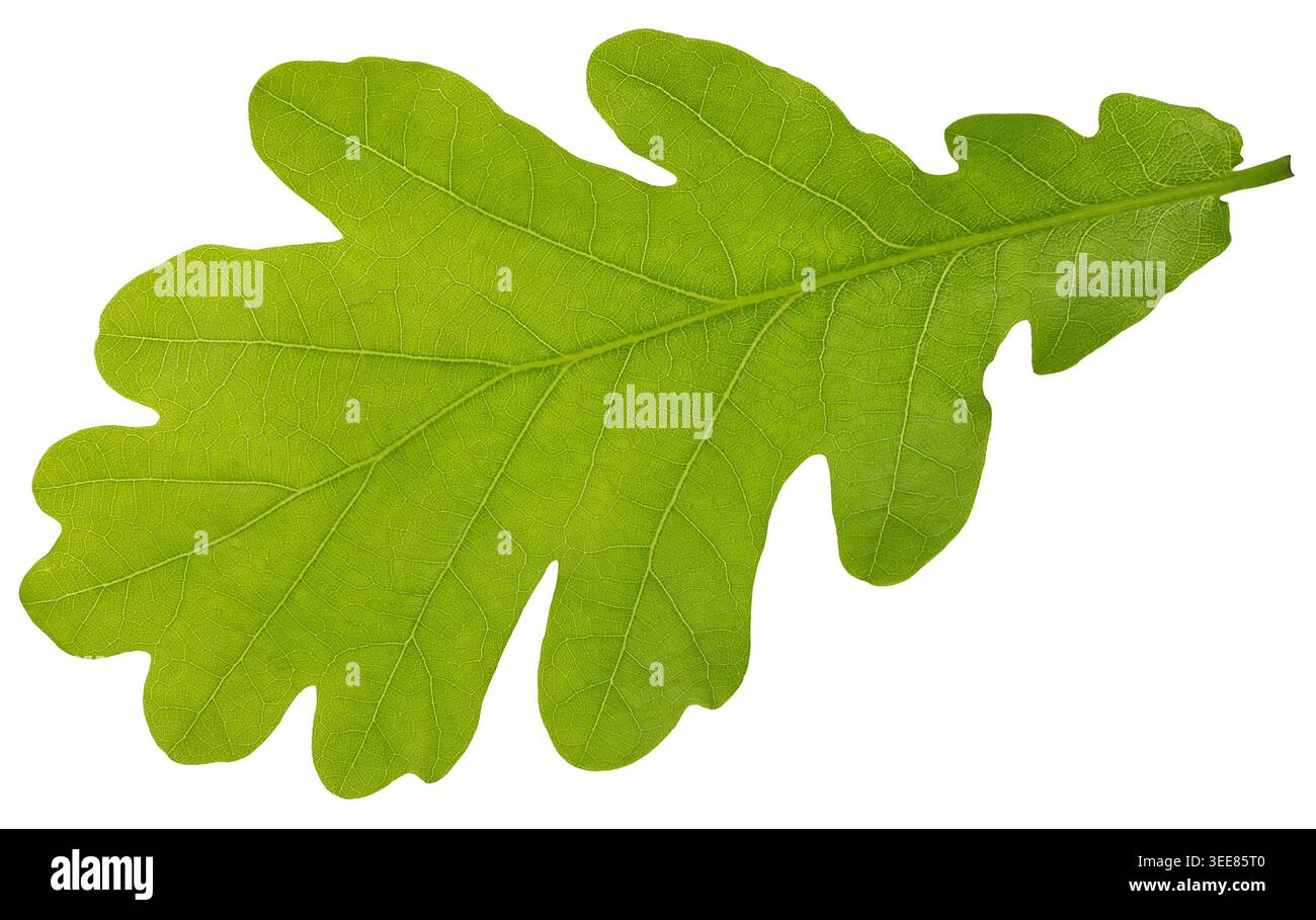 Light green oak leaf isolated on white background Stock Photo