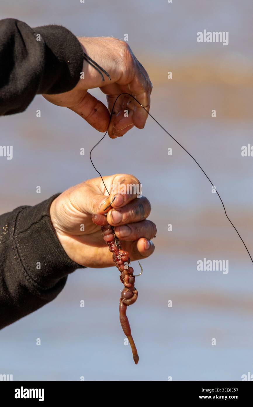 Baiting hook worm fishing close hi-res stock photography and images - Alamy