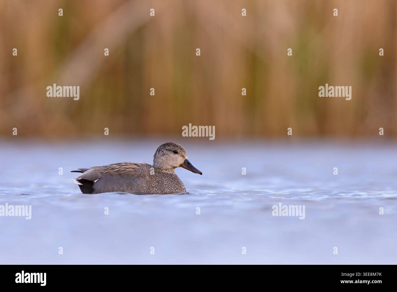 The gadwall (Mareca strepera) is a common and widespread dabbling duck ...