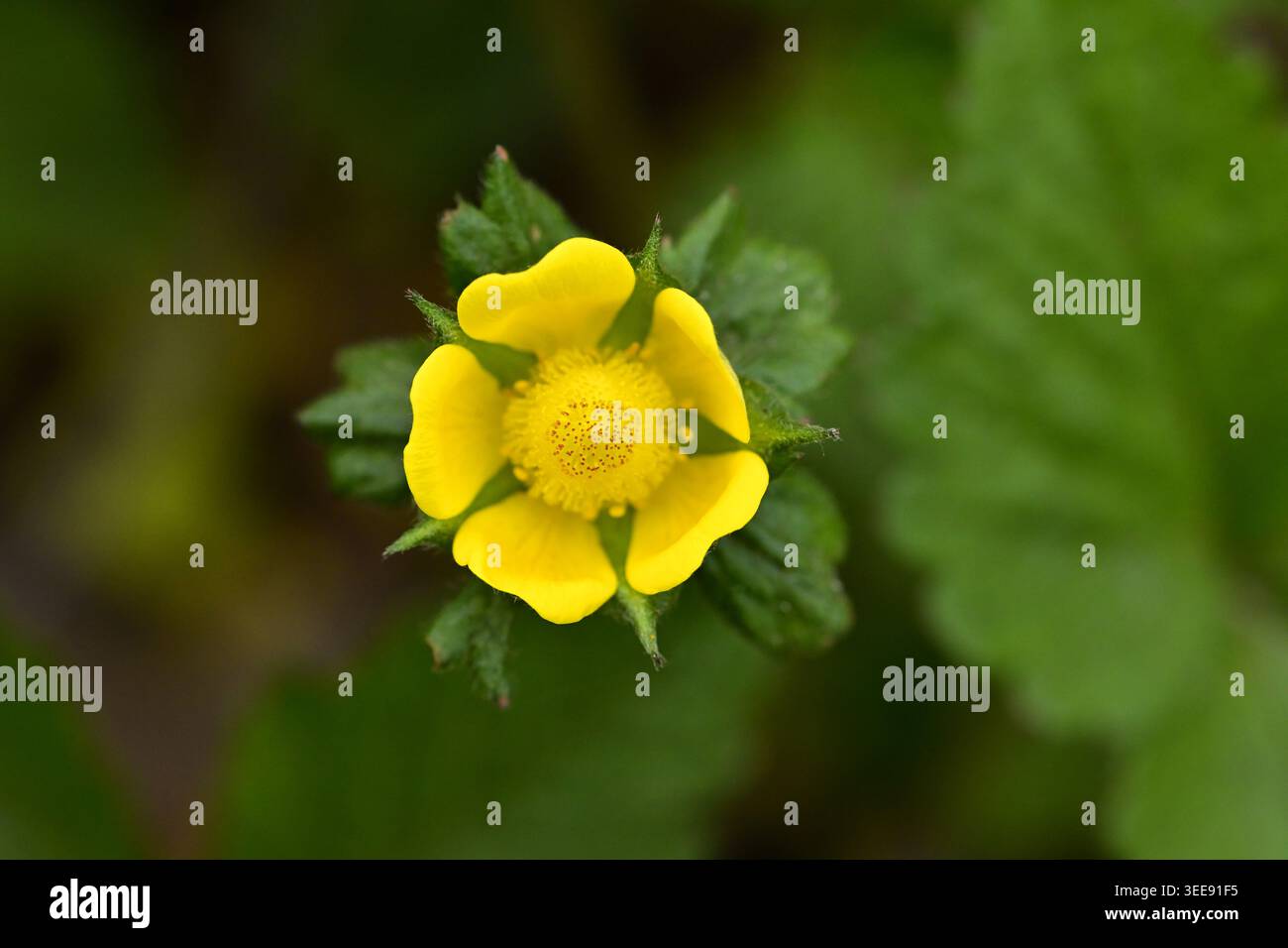 Flowering strawberry plant hi-res stock photography and images - Page 3 -  Alamy