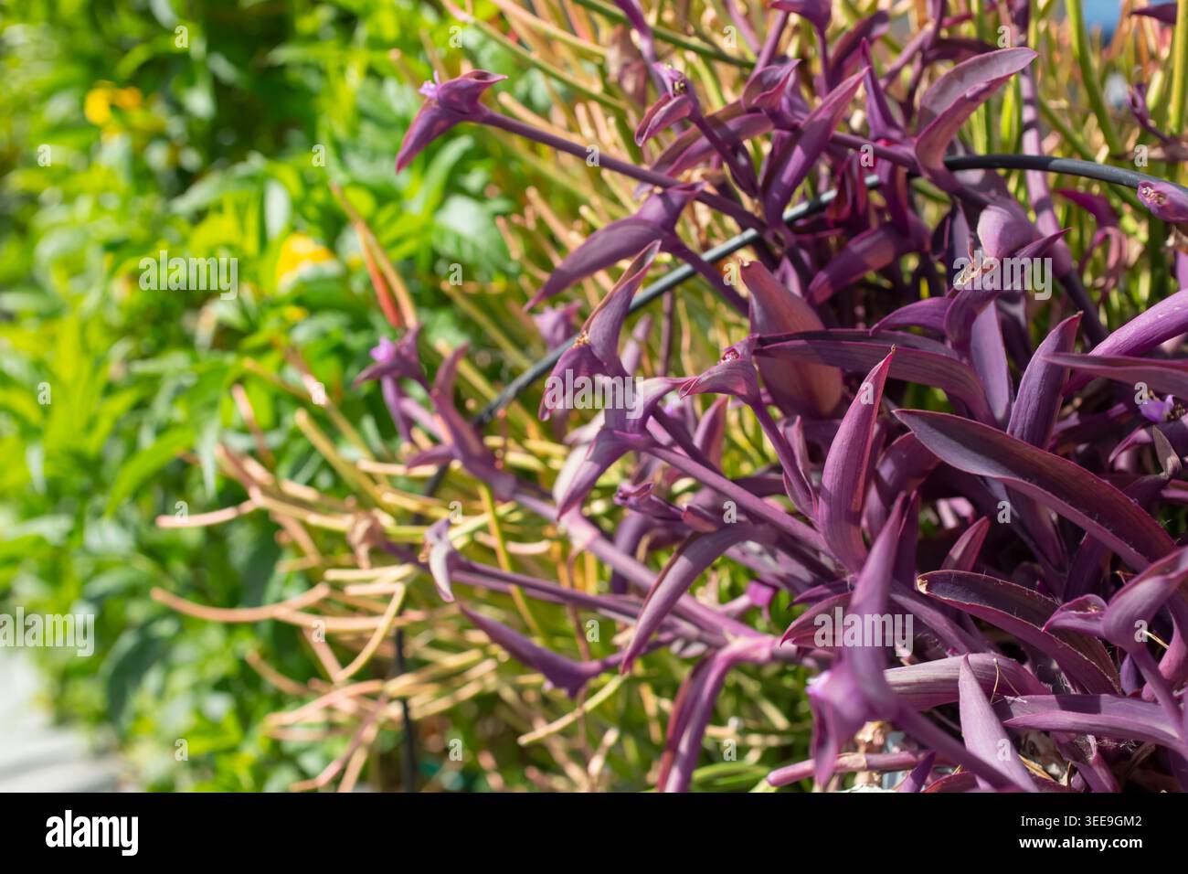 A purple heart plant hi-res stock photography and images - Alamy