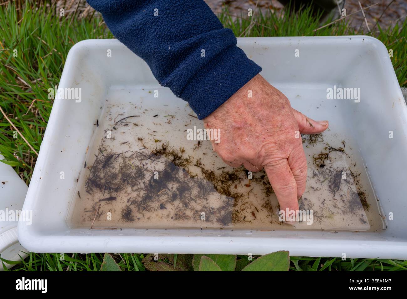 Invertebrate ecologist examining invertebrate sample in dish. The ...