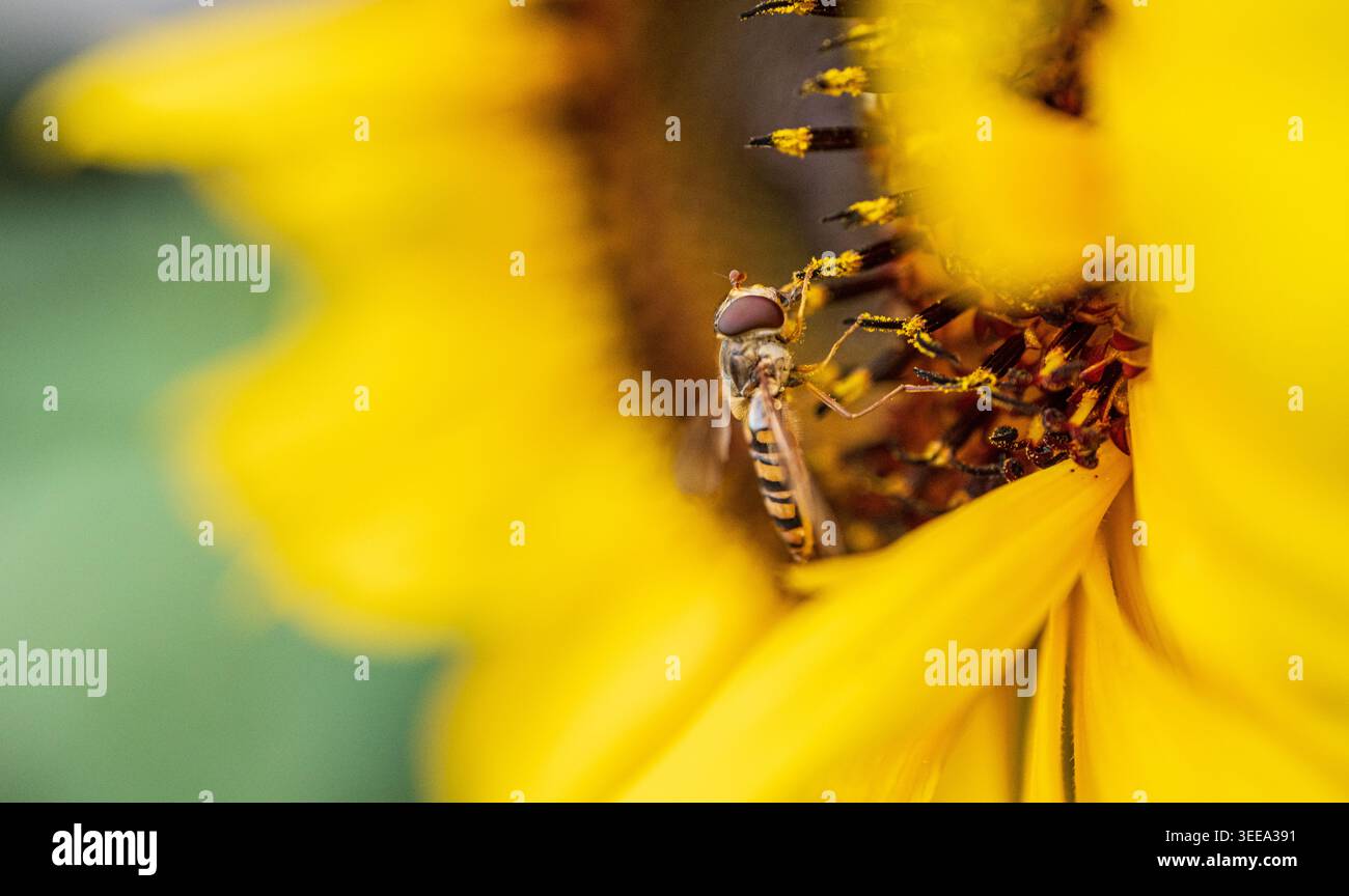 Hoverfly feeding on vibrant sunflower center Stock Photo