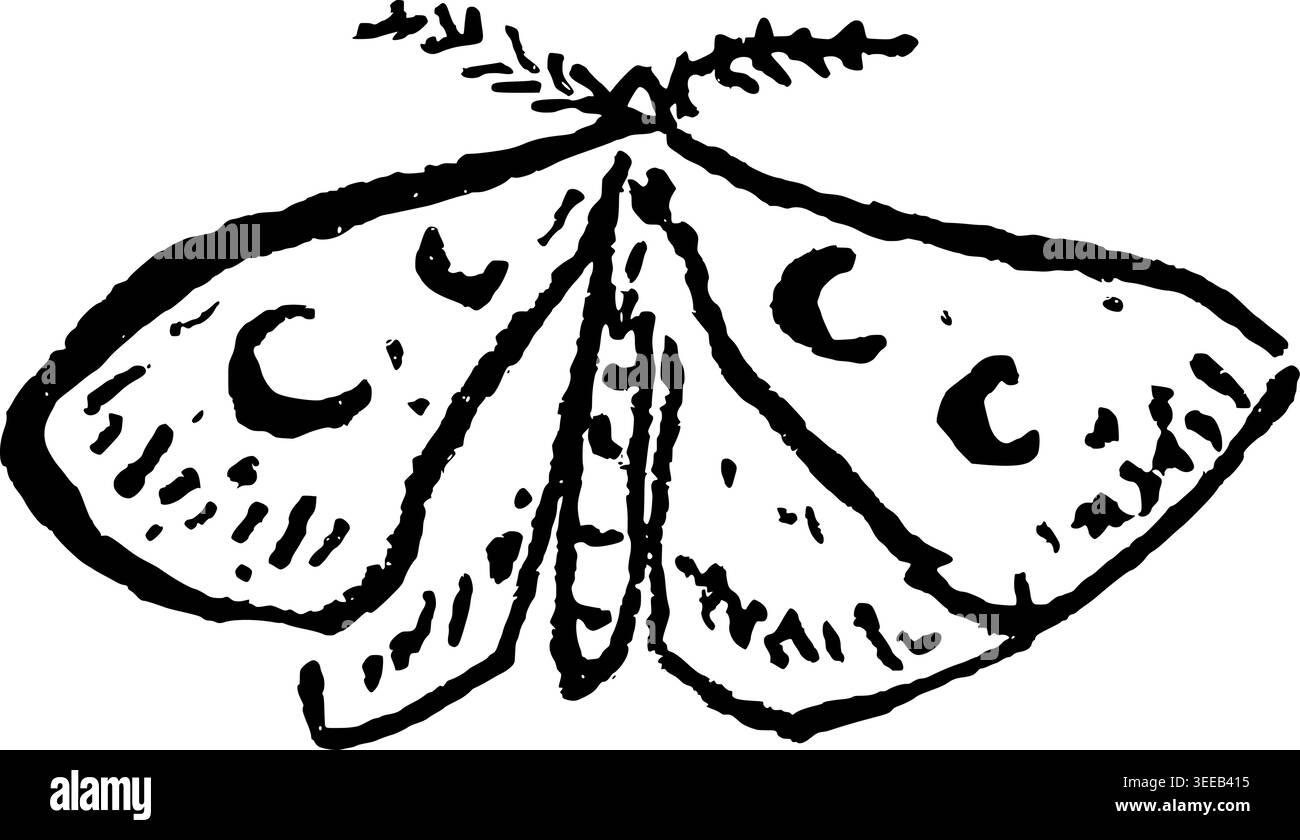 Hand Drawn Moth with Moons Vector Drawing Stock Vector Image & Art - Alamy