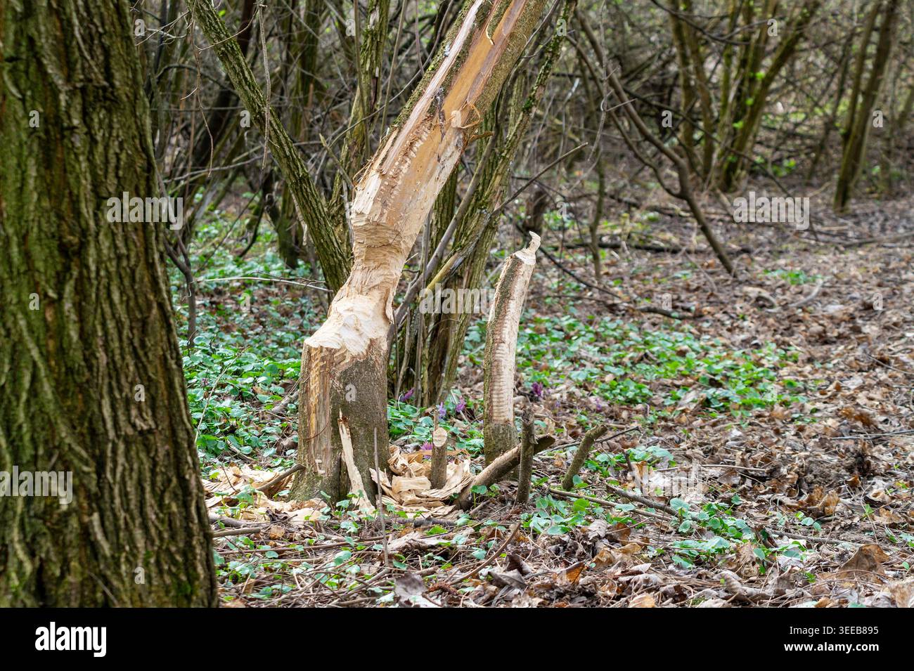 Beaver-Chewed Tree Stump And Partially Gnawed Trunk In Spring Woodland ...