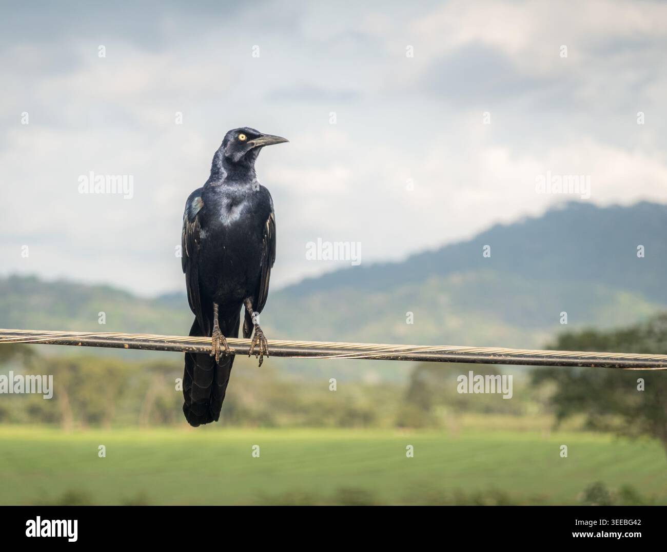 Black bird standing on a wire in nature Stock Photo