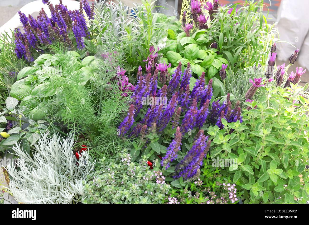 Rosemary thyme lavender garden hi-res stock photography and images - Alamy