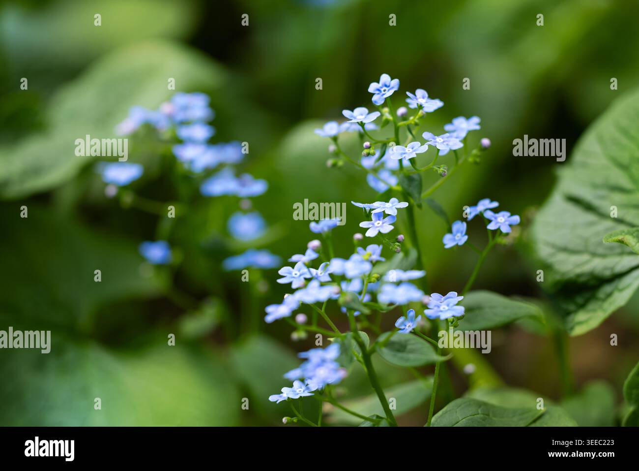 Serene forest meadow wildflowers hi-res stock photography and images ...