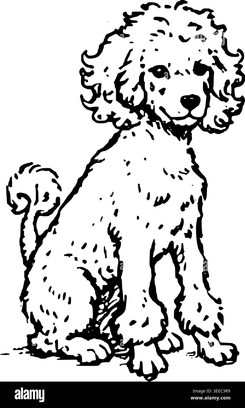 Hand Drawn Bichon Frise Puppy Vector Illustration Stock Vector