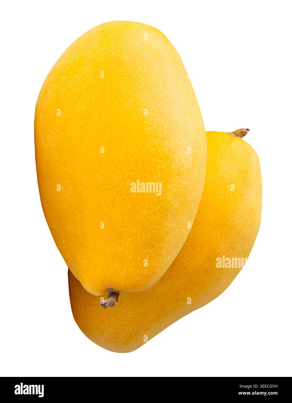 Two ripe yellow mango fruits in stack are isolated on white background with clipping path. Stock Photo