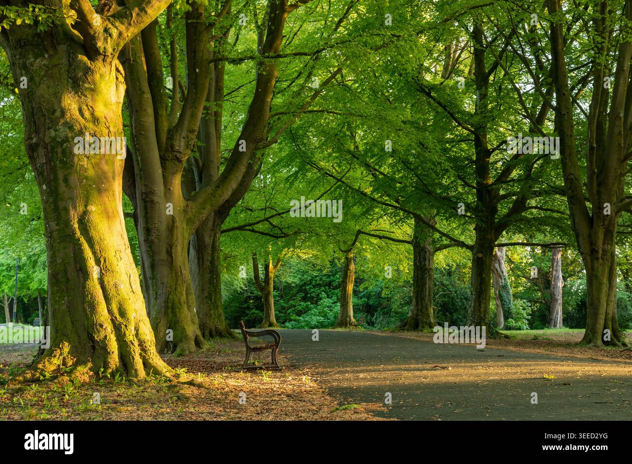 Sunset at Clifton Down in Bristol. Stock Photo