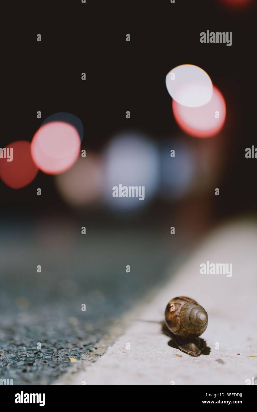 Close-up of a snail crawling on a sidewalk at night with blurred city lights in the background Stock Photo