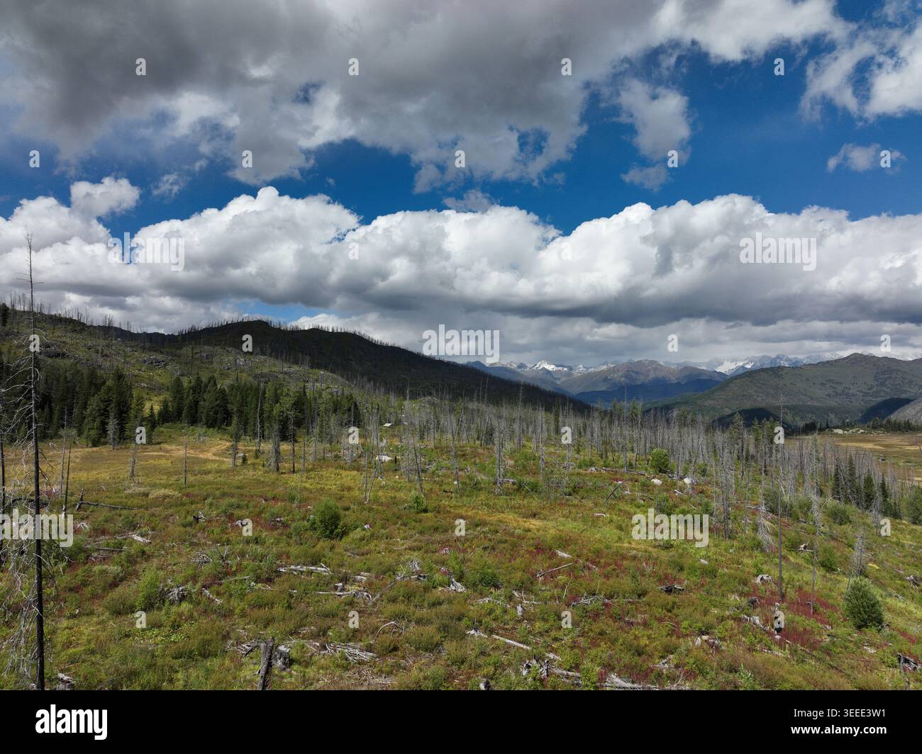 A vast mountain meadow dotted with fallen timber stretches beneath a dynamic sky filled with billowing clouds casting soft shadows across rolling hill Stock Photo
